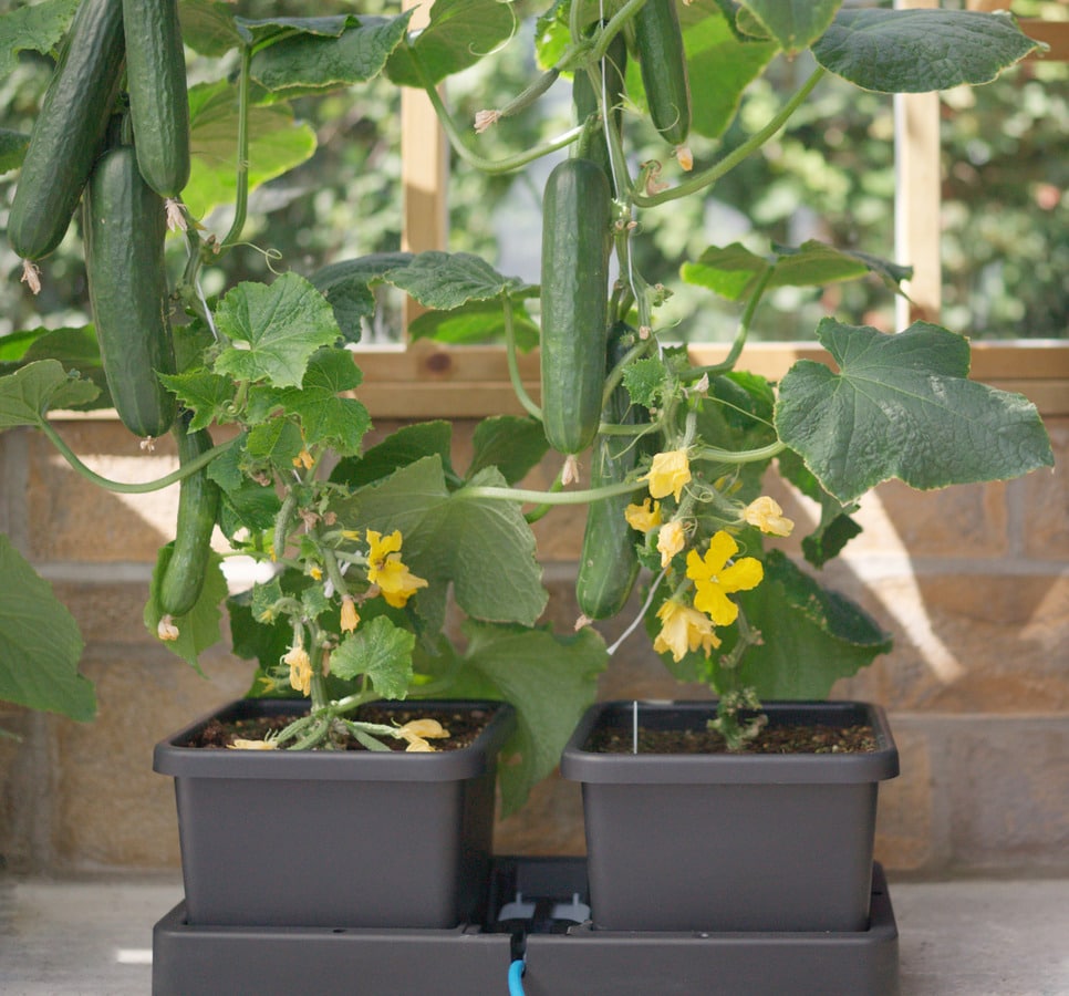 AutoPot easy2grow Extension Kit