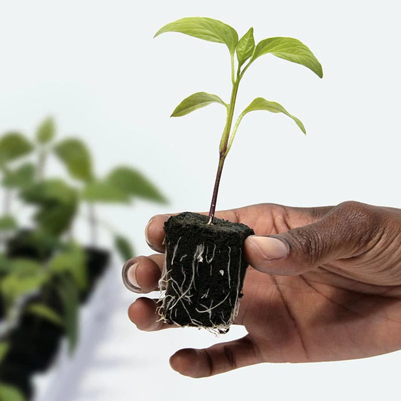 Growth Technology Root Riot