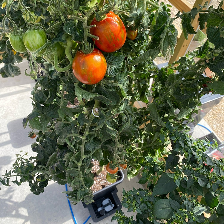 AutoPot 1Pot Module